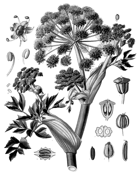 当归